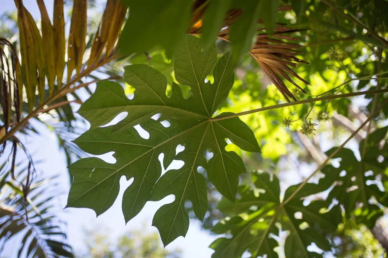Wayak Jungle Villas Tulum